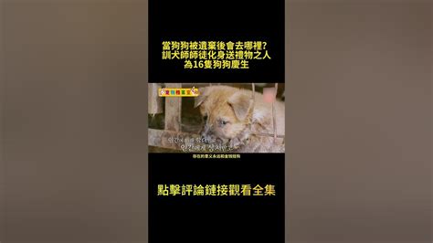 狗狗往生後會去哪裡|狗狗過世後會去哪裡？